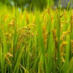 Inside the Paddy Processing Factory: A Grain Transformation Journey