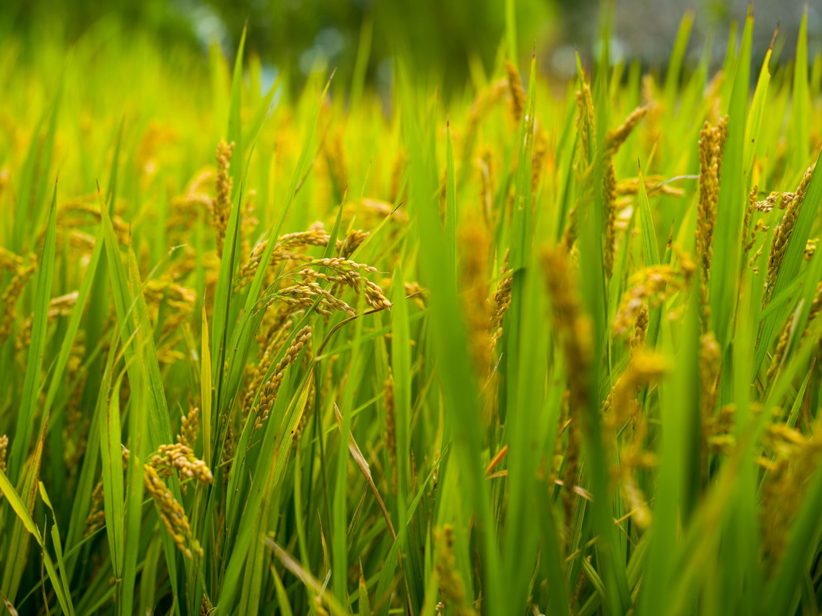 Inside the Paddy Processing Factory: A Grain Transformation Journey