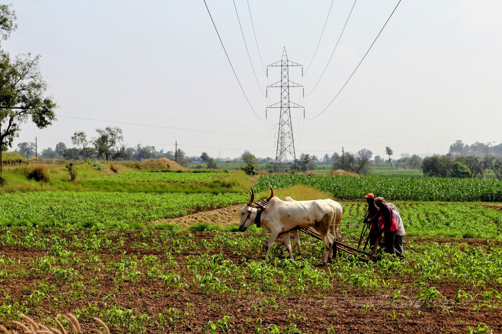 Revolutionizing Agriculture: The Efficiency of Mini Rice Mills