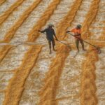 Efficient Farming: The Rise of Combine Mini Rice Mills