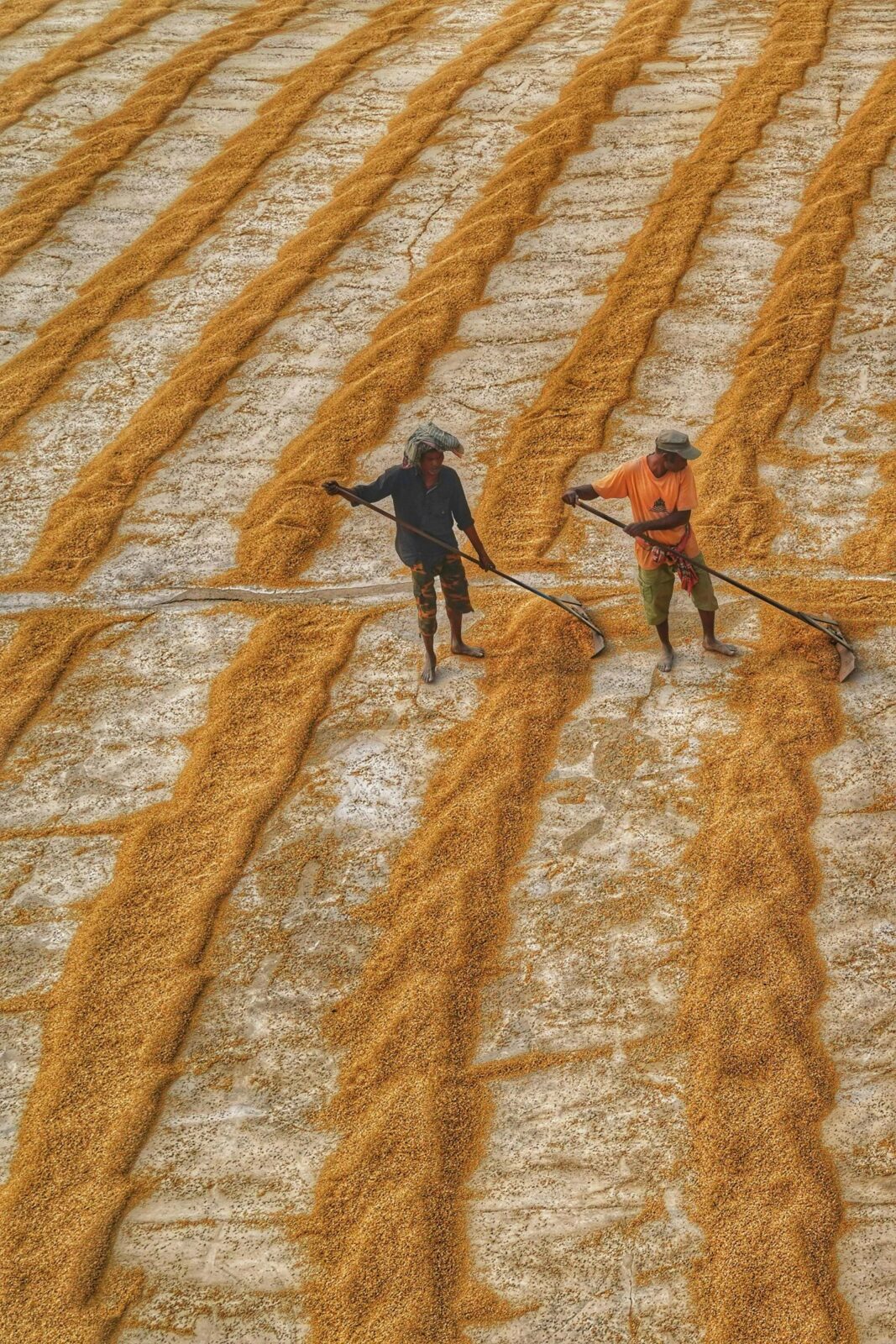Efficient Farming: The Rise of Combine Mini Rice Mills