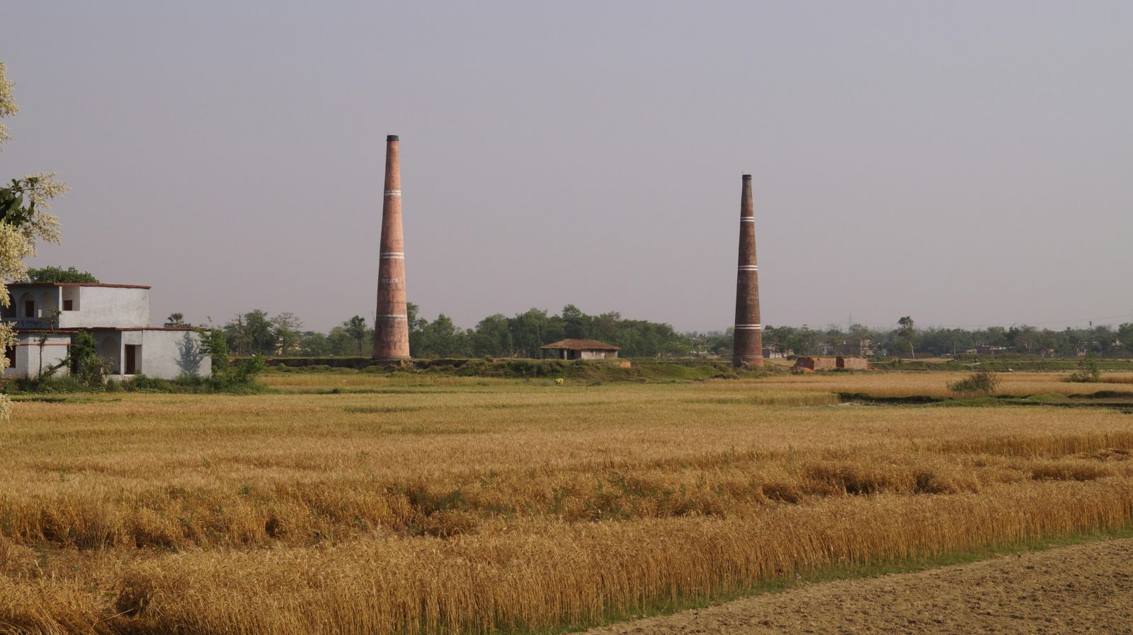 Discover the Top Rice Mills: Excellence in Grain Processing