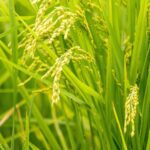 Everything You Need to Know About Mini Rice Mill Plants: Benefits, Setup Guide, and Cost Comparison