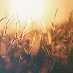 Harvest to Table: The Journey of Rice Through the Mill