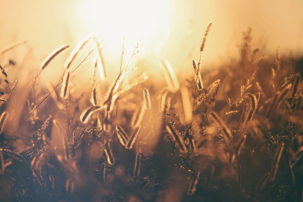 Harvest to Table: The Journey of Rice Through the Mill
