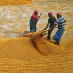 Understanding the Benefits of a Combine Mini Rice Mill: Your Guide to Efficient Rice Processing