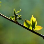 Optimizing Rice Yield: A Comprehensive Analysis of Paddy Processing Factory Operations, Technology, and Performance Metrics