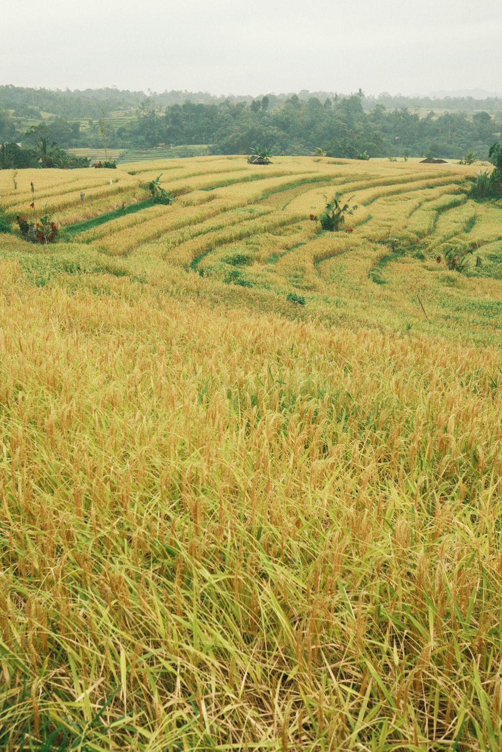 Unlocking Efficiency: The Benefits and Features of Mini Rice Mills for Modern Agriculture