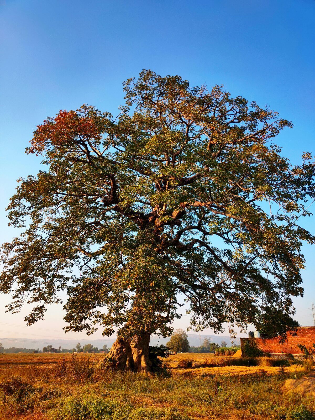 From Field to Table: The Journey of Rice Processing Explained 1 The Origins of Rice: Cultivation and Harvesting Techniques