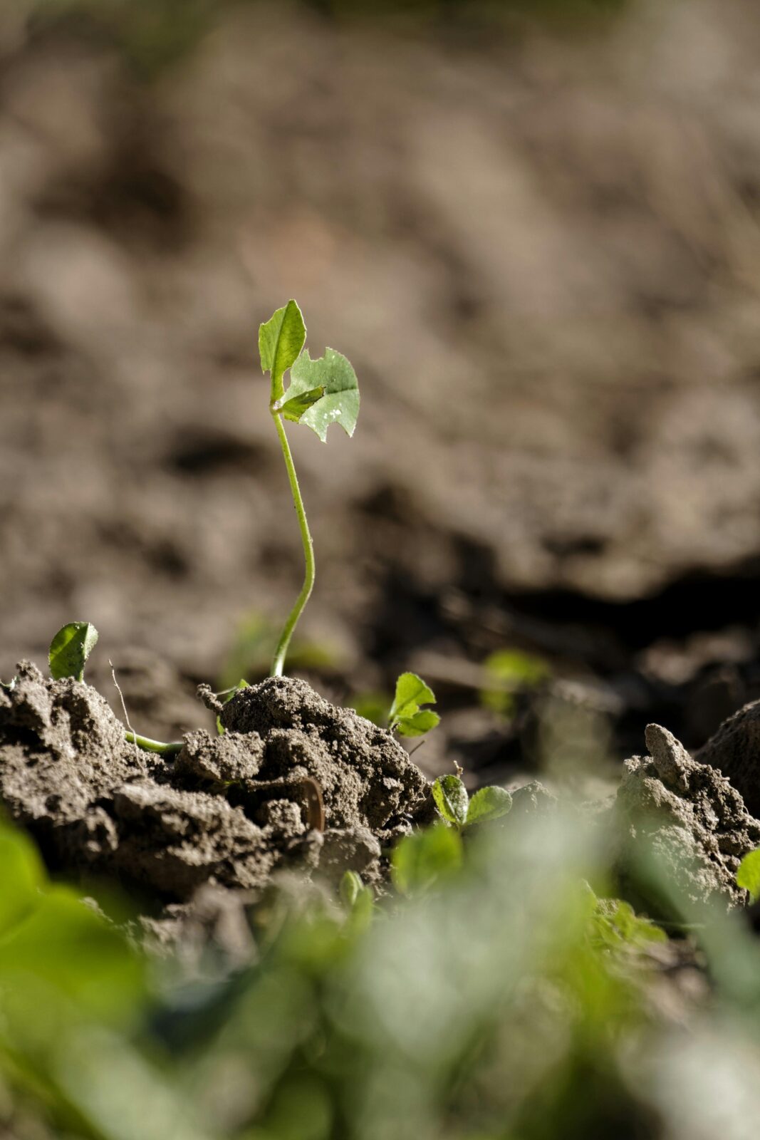 Unlocking Efficiency: The Rise of Mini Rice Mills in Agribusiness 1 The Evolution of Mini Rice mills in Modern Agriculture