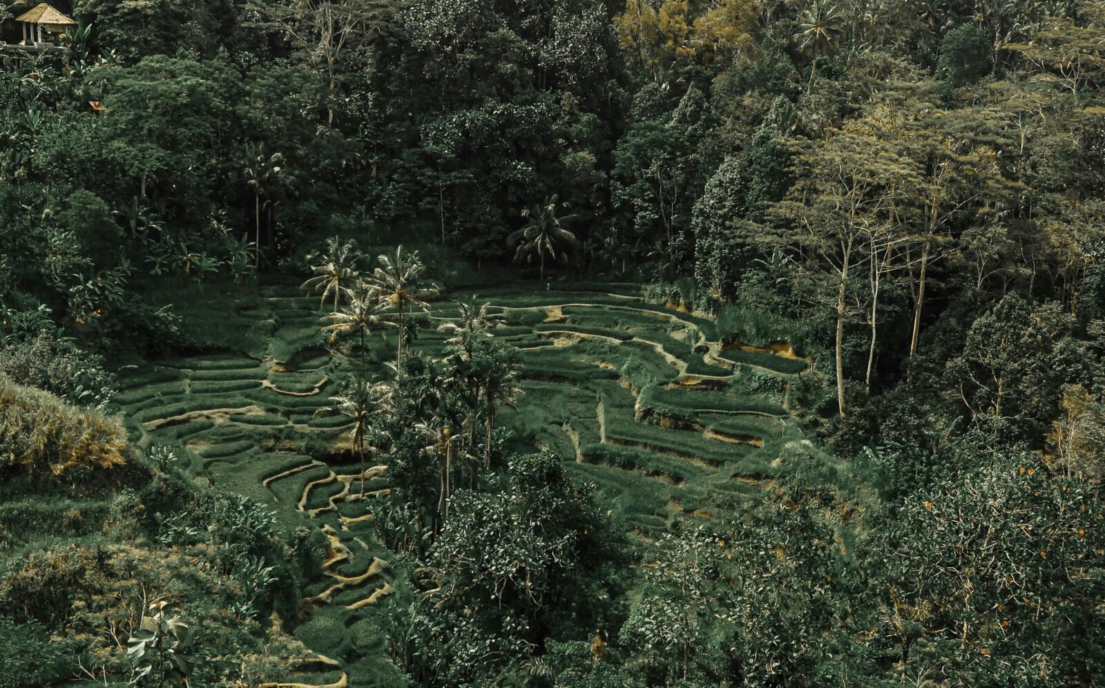 Beyond the Grain: How Innovative Rice Processing is Redefining Sustainability and Food Security 2 The Dark Side of Digital Rice: is Innovation overpromising Food Security?