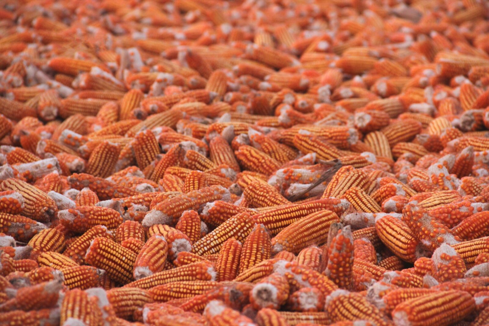 From Cob to Flour: The Process of Maize Milling Uncovered 1 Understanding the Maize Milling Journey from Cob to Flour