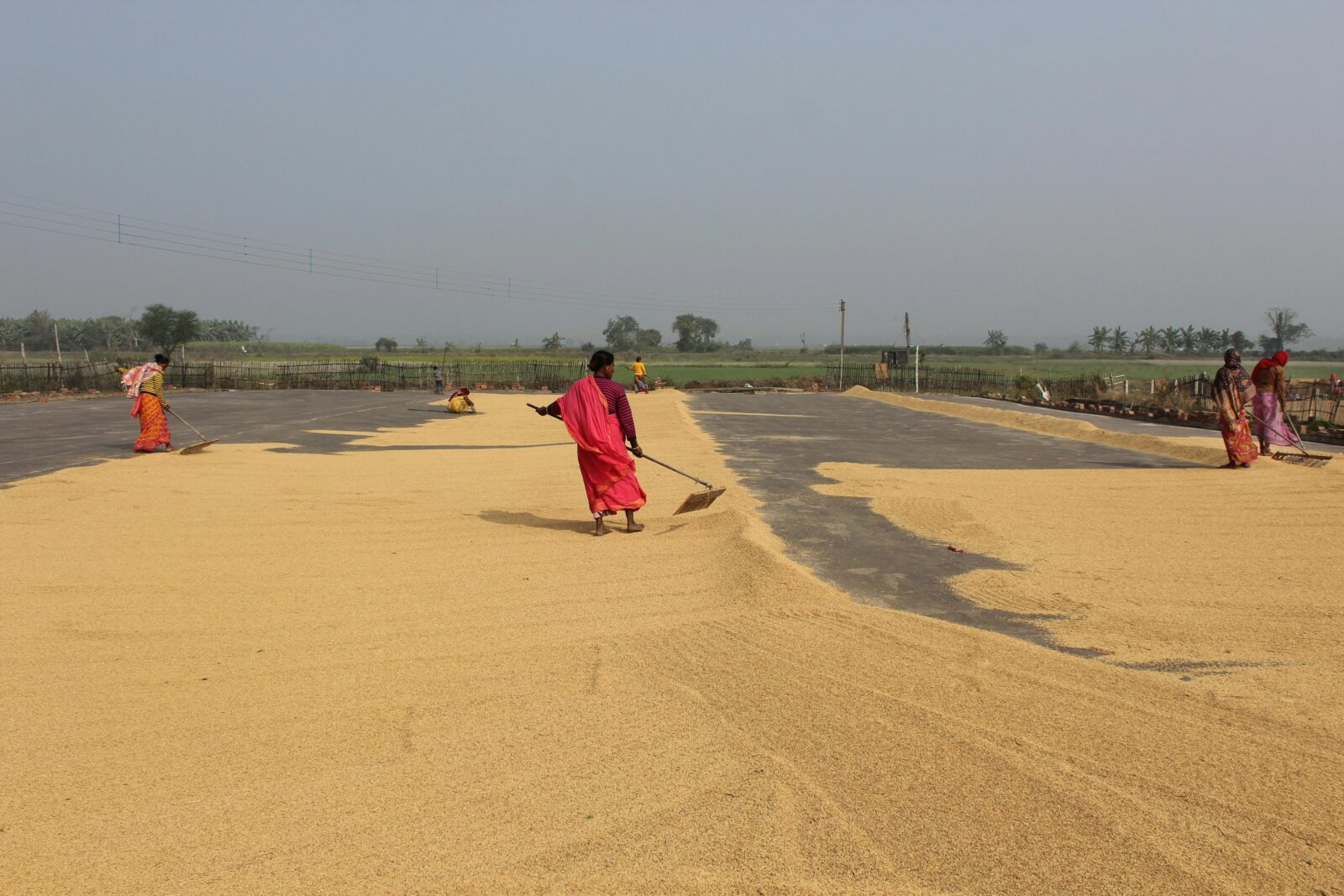 Transforming Grain: Inside the Paddy Processing Plant Journey 1 Understanding the Paddy Processing Cycle from Field to Fork