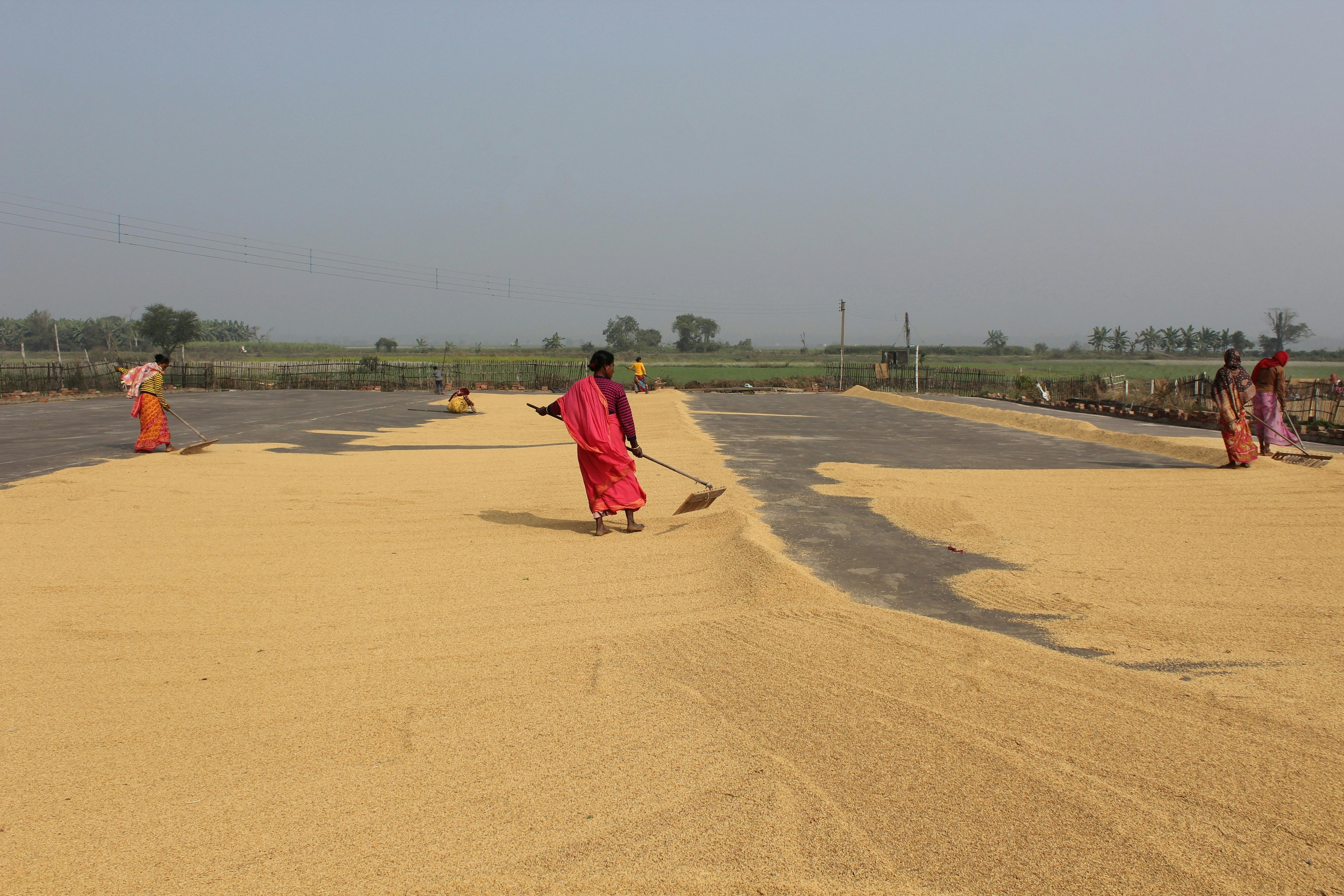Transforming Grain: Inside the Paddy Processing Plant Journey 1 Understanding the Paddy Processing Cycle from Field to Fork
