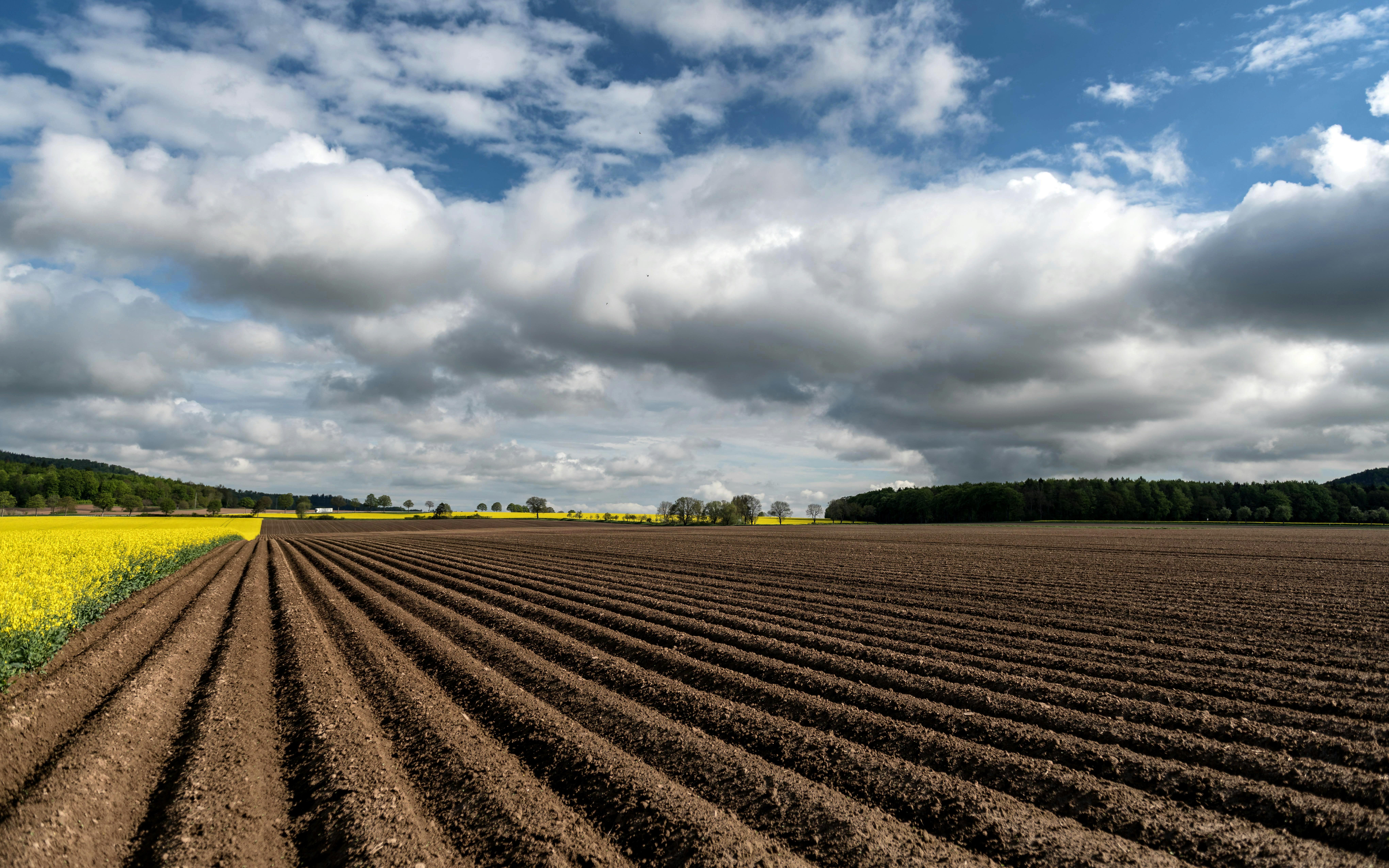 Revolutionizing Fields: The unseen Consequences of Tech-Driven Rice Processing on Rural communities