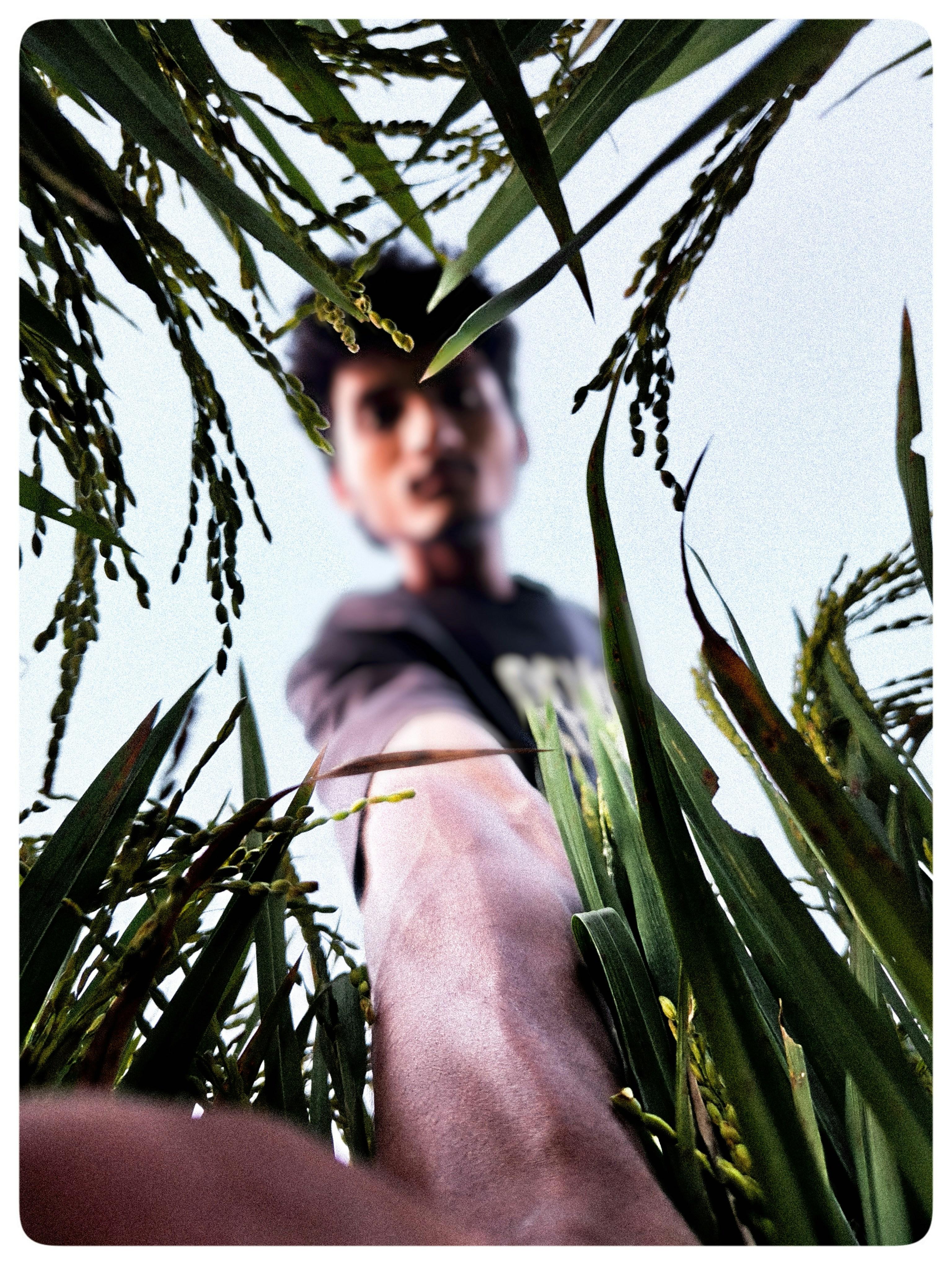 The Transformation of Rice Production through Mini Milling Technology