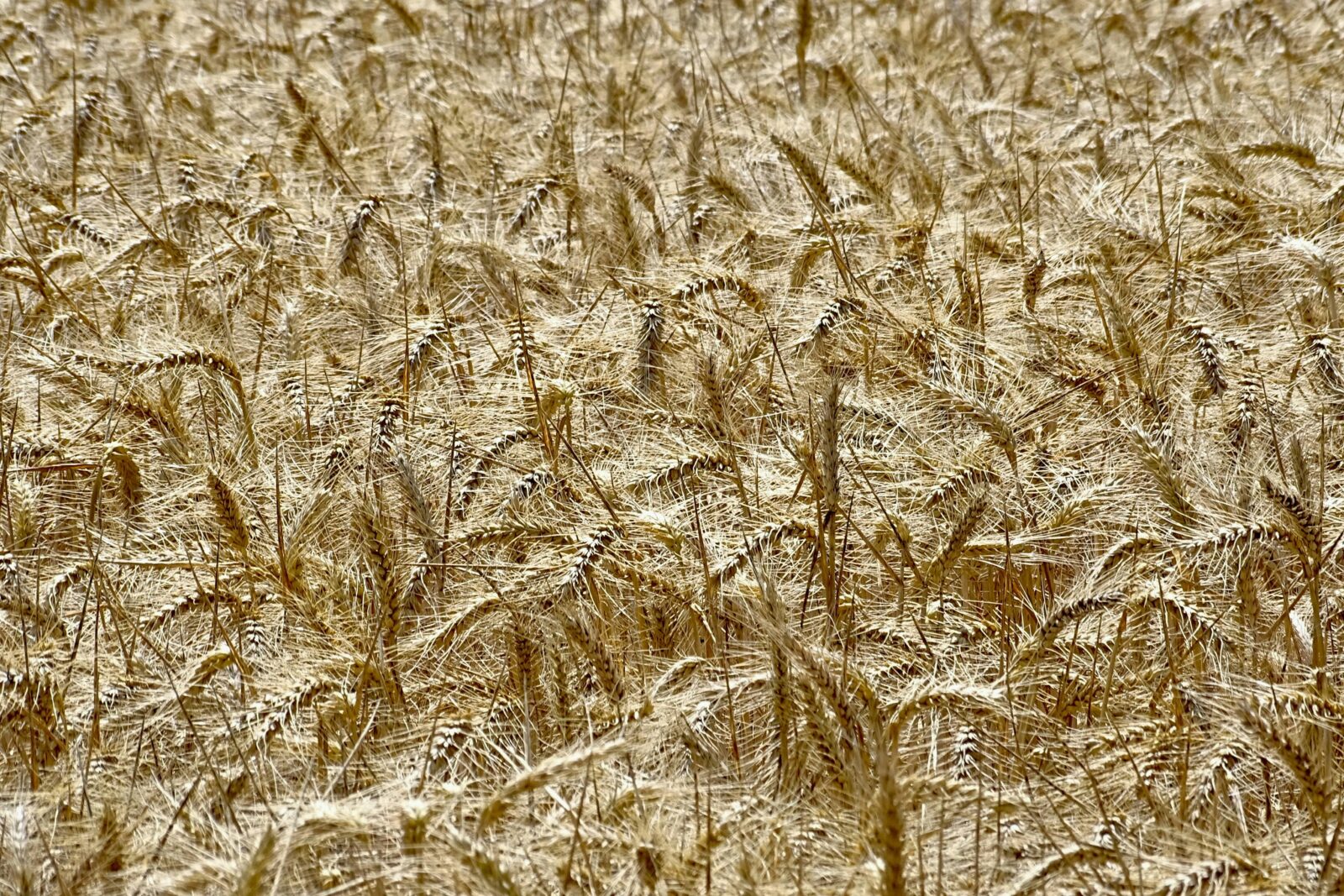 Revolutionizing Agriculture: The Efficiency of Mini Rice Mills 2 Enhancing Crop Sustainability through Efficient Milling Practices