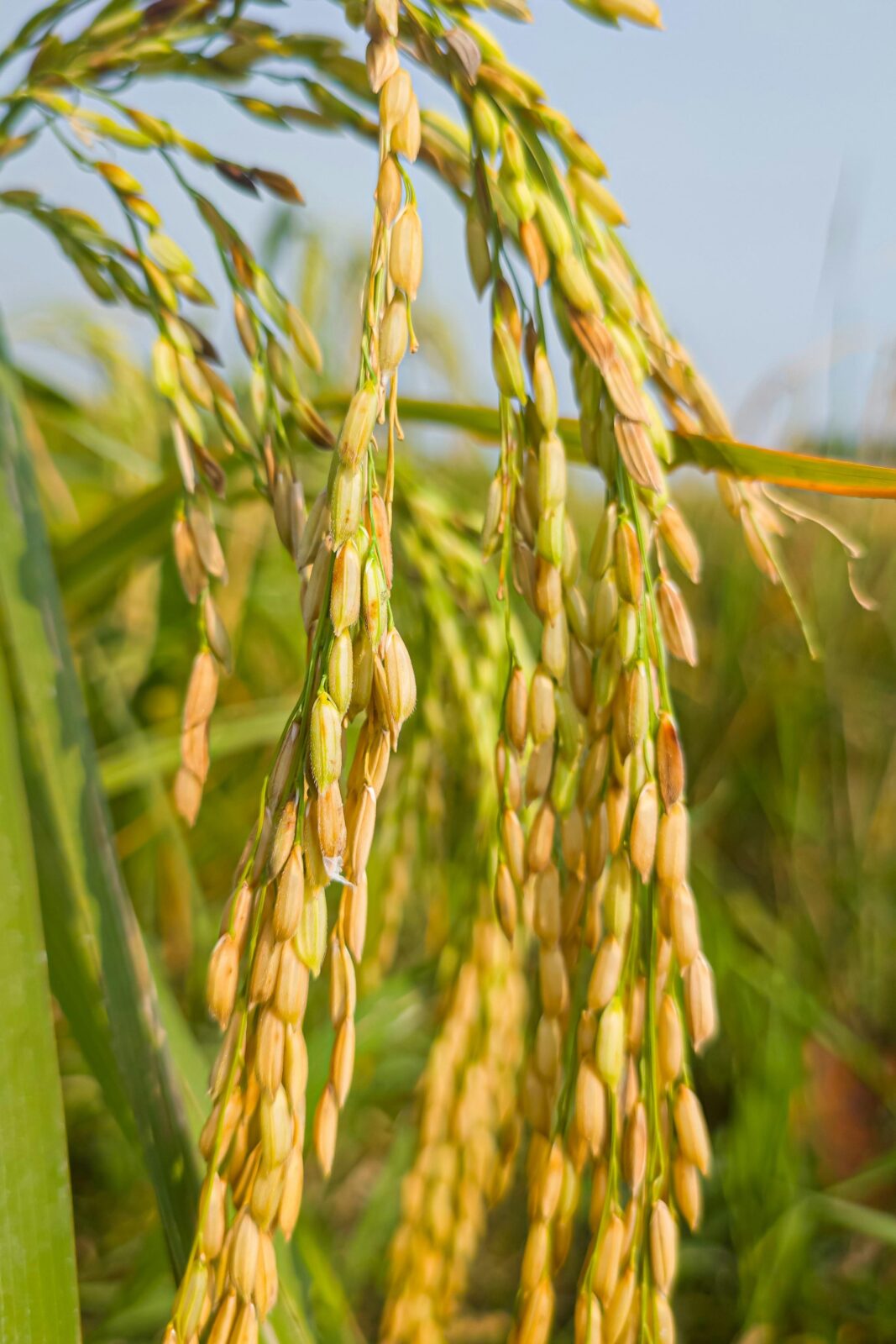 Everything You Need to Know About Mini Rice Mill Plants: Benefits, Setup Guide, and Cost Comparison 1 Exploring Mini Rice Mill Plants: A Comprehensive Guide to Benefits and Challenges