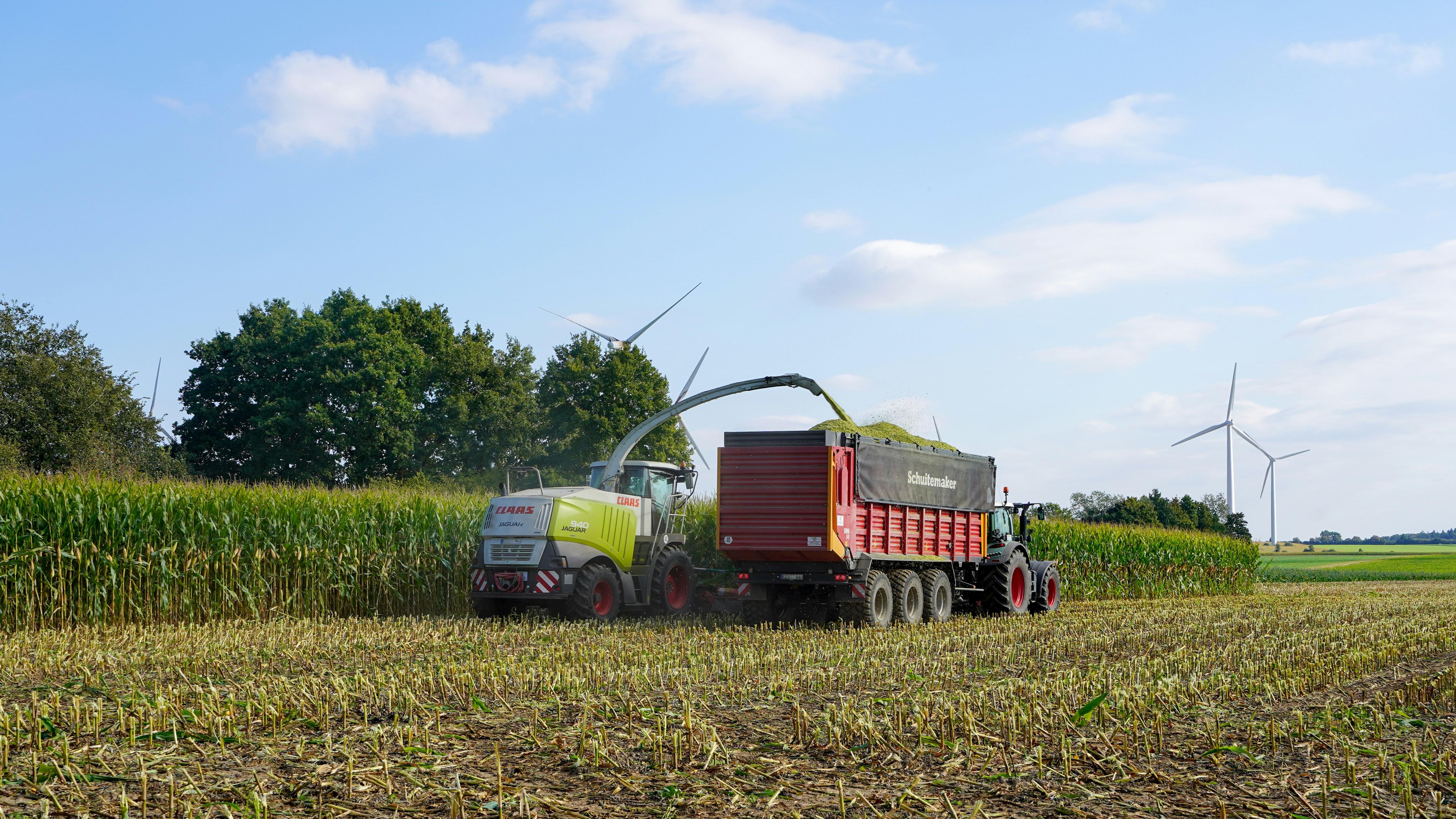 Navigating the Complexities of corn Processing: Balancing Efficiency and Quality Standards
