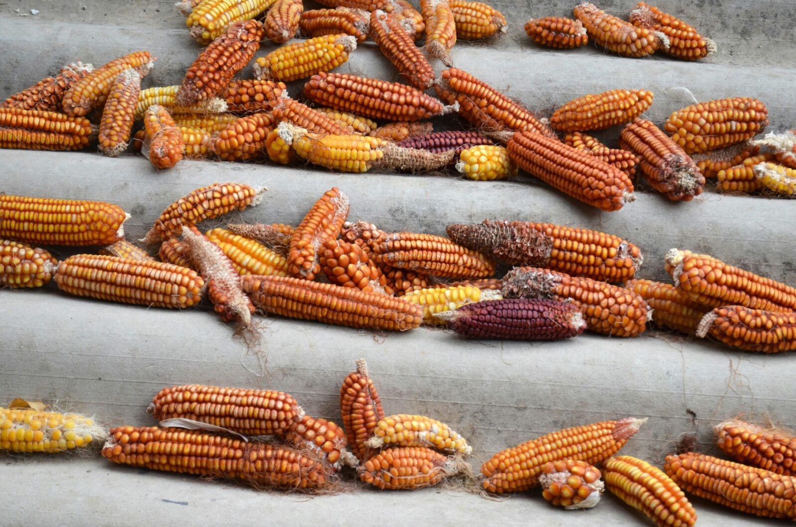 Unlocking Potential: The Art of Maize Milling Today 1 Exploring the Historical Journey of Maize Milling Techniques