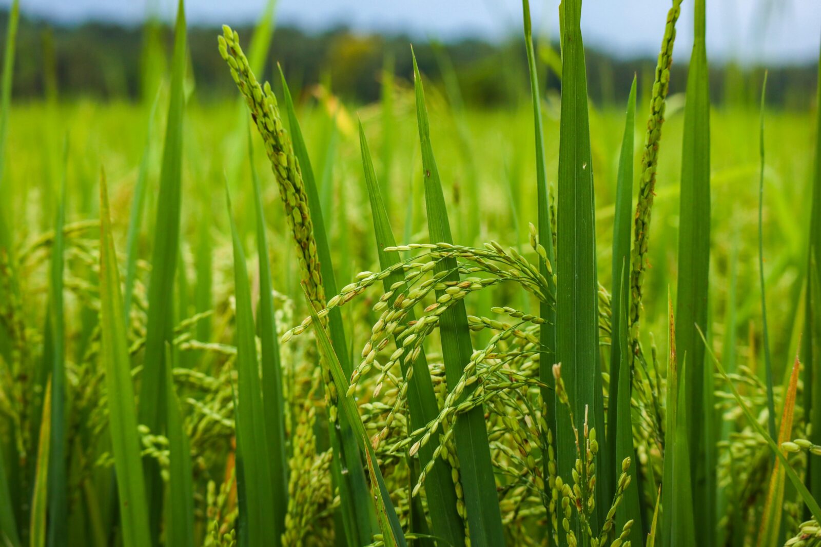 Harvest to Table: The Art of Paddy Processing Explained 1 Understanding the Paddy Lifecycle from Planting to Harvest
