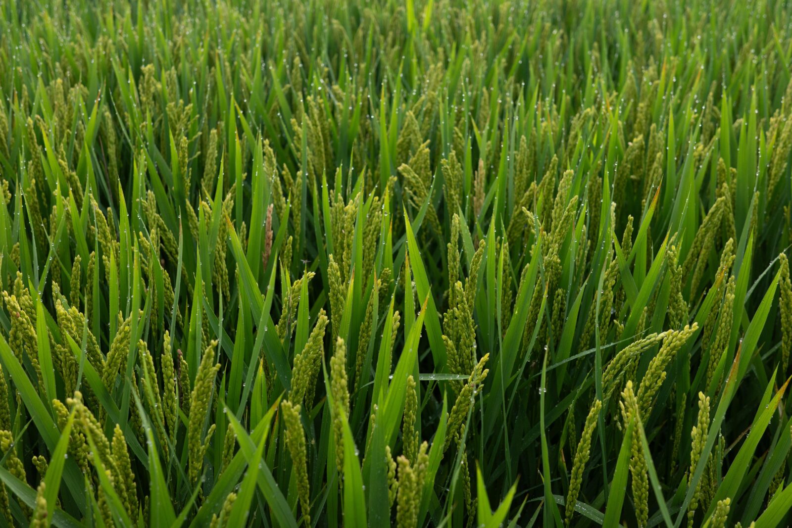 Top Rice Mills: Discover the Best Choices for Quality Grain 1 Exploring the Art of Rice Production and Mill Operations