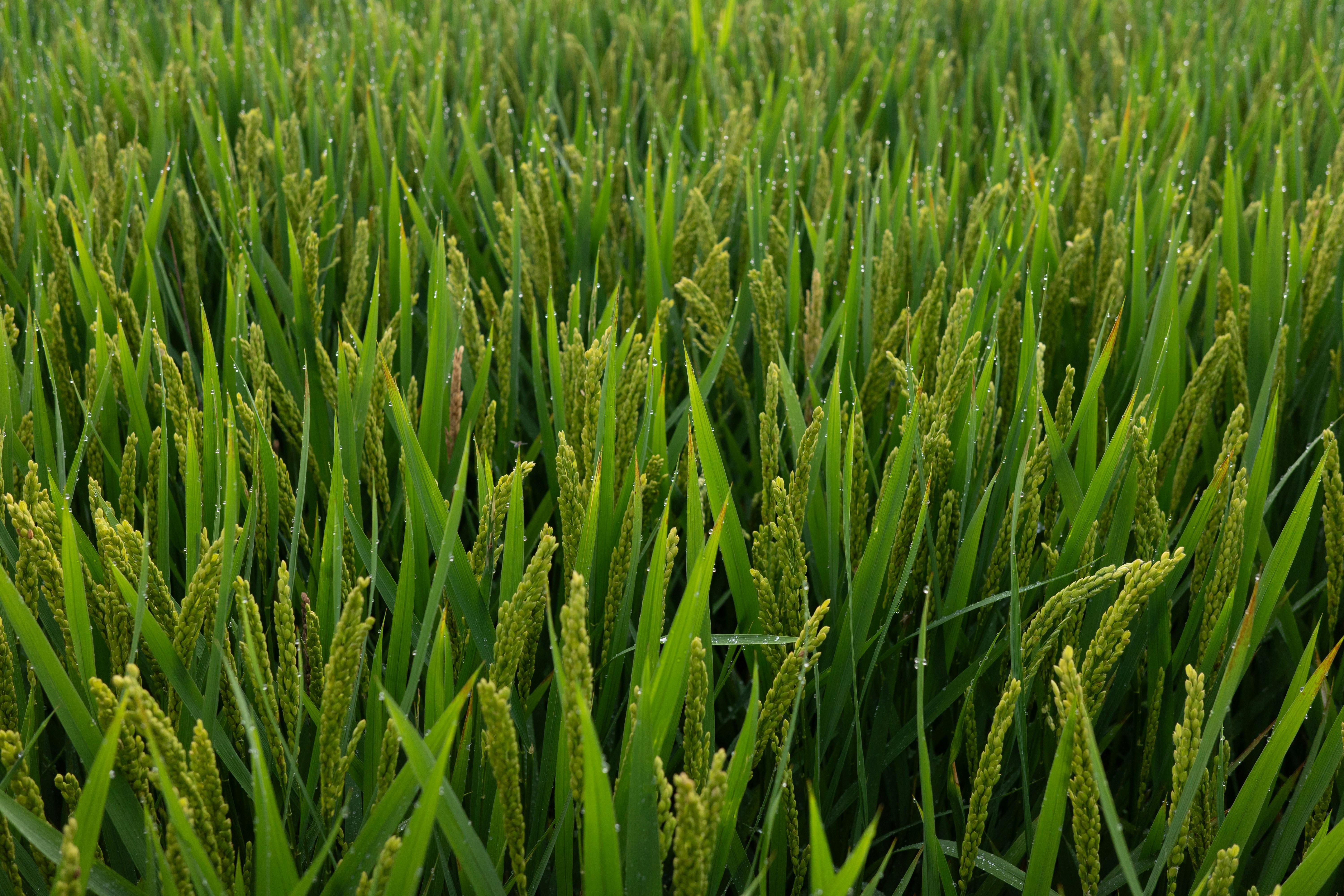 Exploring the Art of Rice Production and ‍Mill Operations