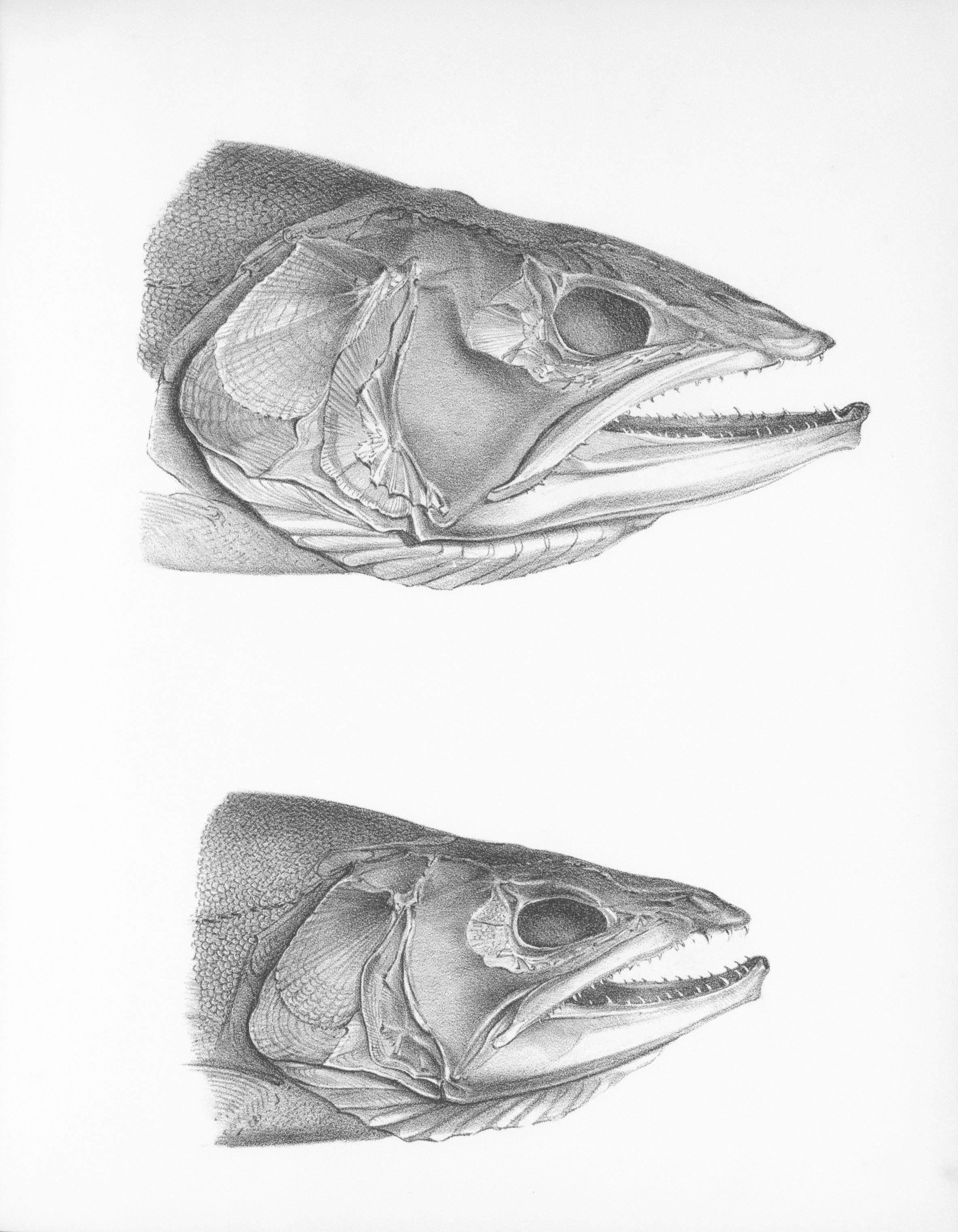 Comparative Study of Methodologies: Understanding Limitations and Quality Factors in Corn Processing