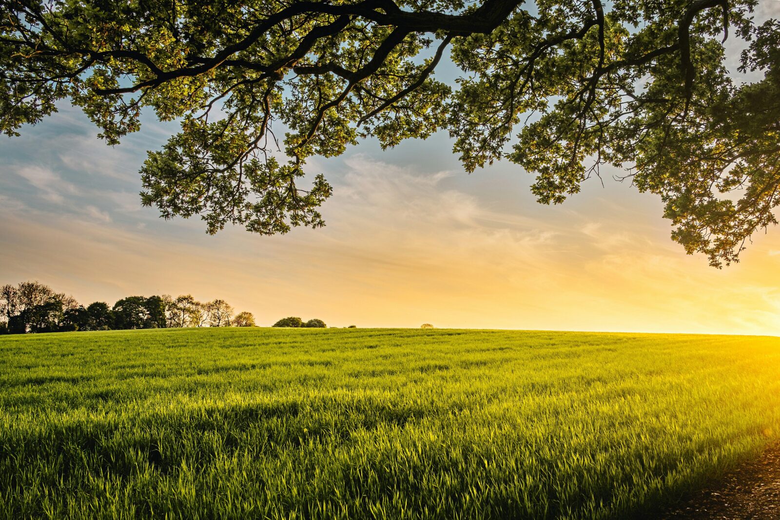 The field to Fork ​Experience: Understanding rice cultivation