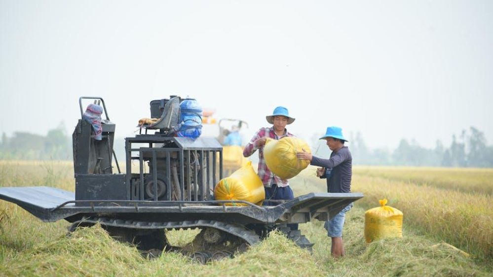 From Seed to Harvest: The Unseen Heroes of Rice Farming and the Machinery That Transforms Lives