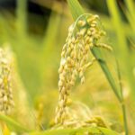 Maximize Your Rice Production: A Practical Guide to Choosing the Right Commercial Rice Milling Machine for Optimal Efficiency and Cost Savings
