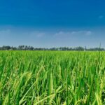 Optimizing Rice Quality: A Comprehensive Analysis of Paddy Processing Unit Technologies, Performance Metrics, and Efficiency Factors