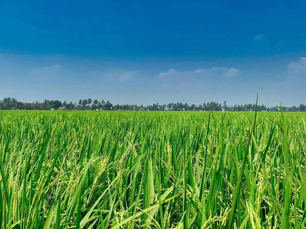 Optimizing Rice Quality: A Comprehensive Analysis of Paddy Processing Unit Technologies, Performance Metrics, and Efficiency Factors