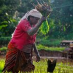 Optimizing Paddy Processing: A Technical Analysis of Methods, Specifications, and Performance Metrics in Post-Harvest Rice Production
