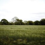 Home 10 From Field to Future: The Journey of Rice Machinery in Transforming Agriculture and Lives
