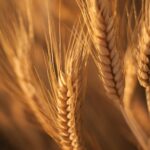 Revolutionizing Grains: Why Investing in Advanced Rice Processing Machines is the Key to Sustainable Agriculture