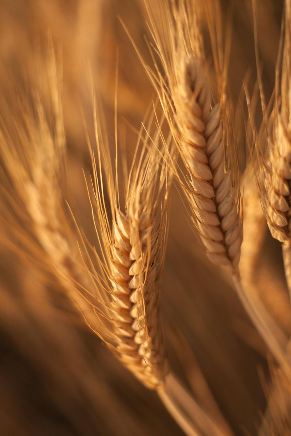 Revolutionizing Grains: Why Investing in Advanced Rice Processing Machines is the Key to Sustainable Agriculture