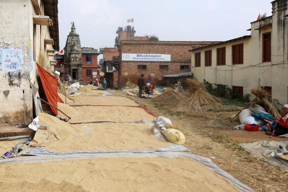Optimizing Efficiency and Yield: A Technical Overview of Paddy Processing Unit Specifications, Performance Metrics, and Comparative Analysis