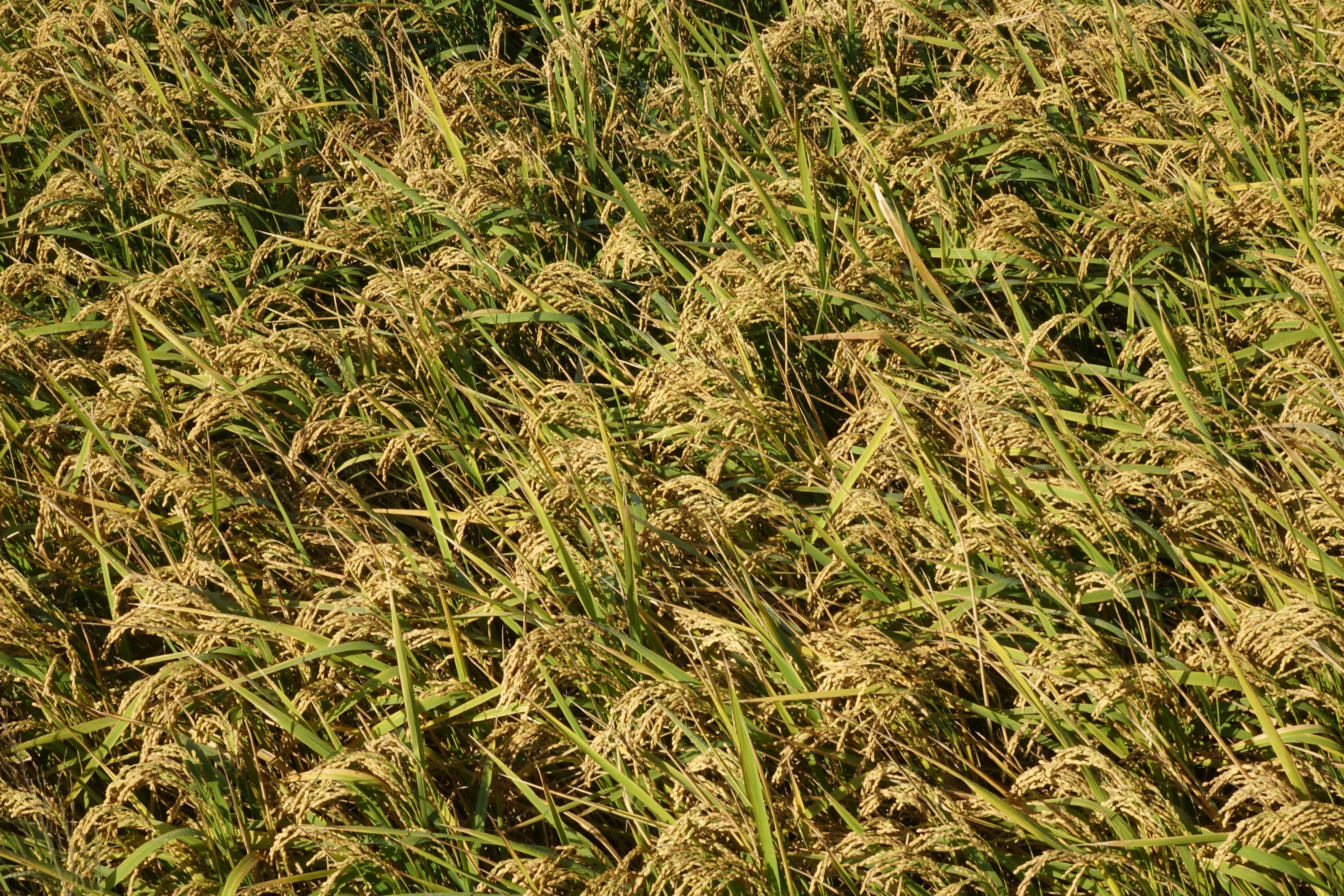 Maximize Your Rice Production: how to choose the Right Commercial Milling Machine for Optimal Efficiency and Profitability