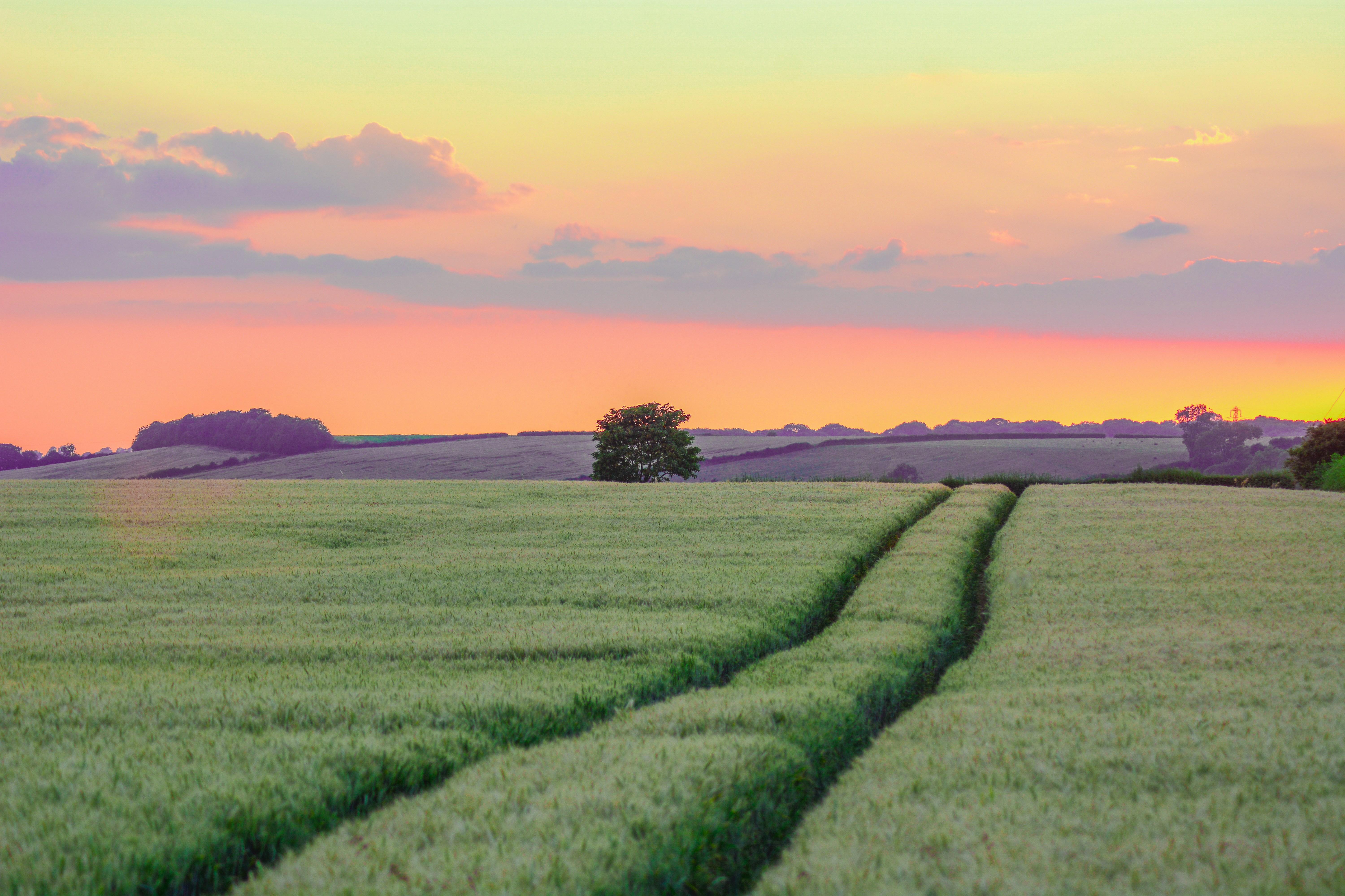 From Harvest Fields to Polished Perfection: The Journey of a Grain's ​Transformation