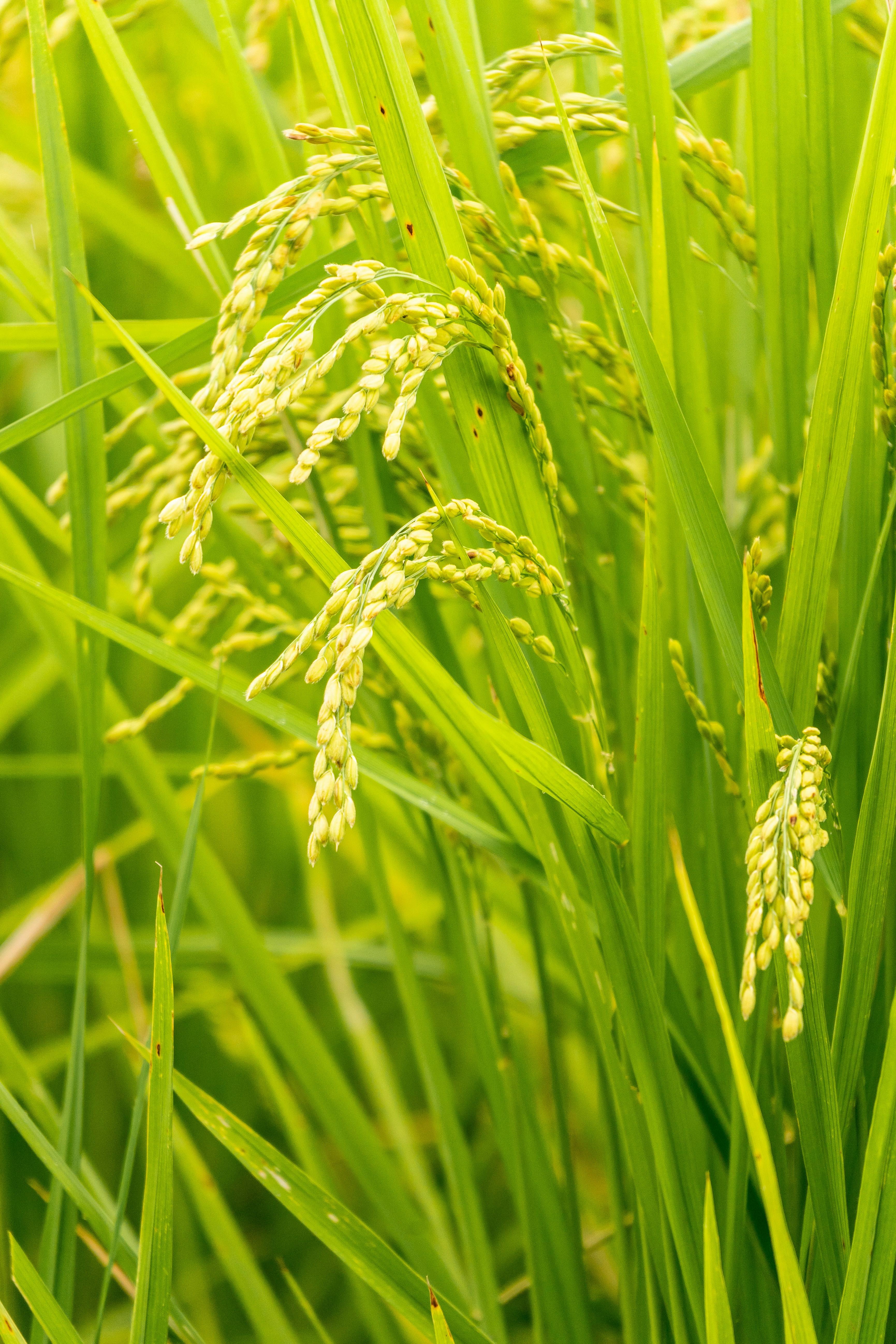 Exploring the Impact of Mini Rice Mill Plants on Local Agriculture