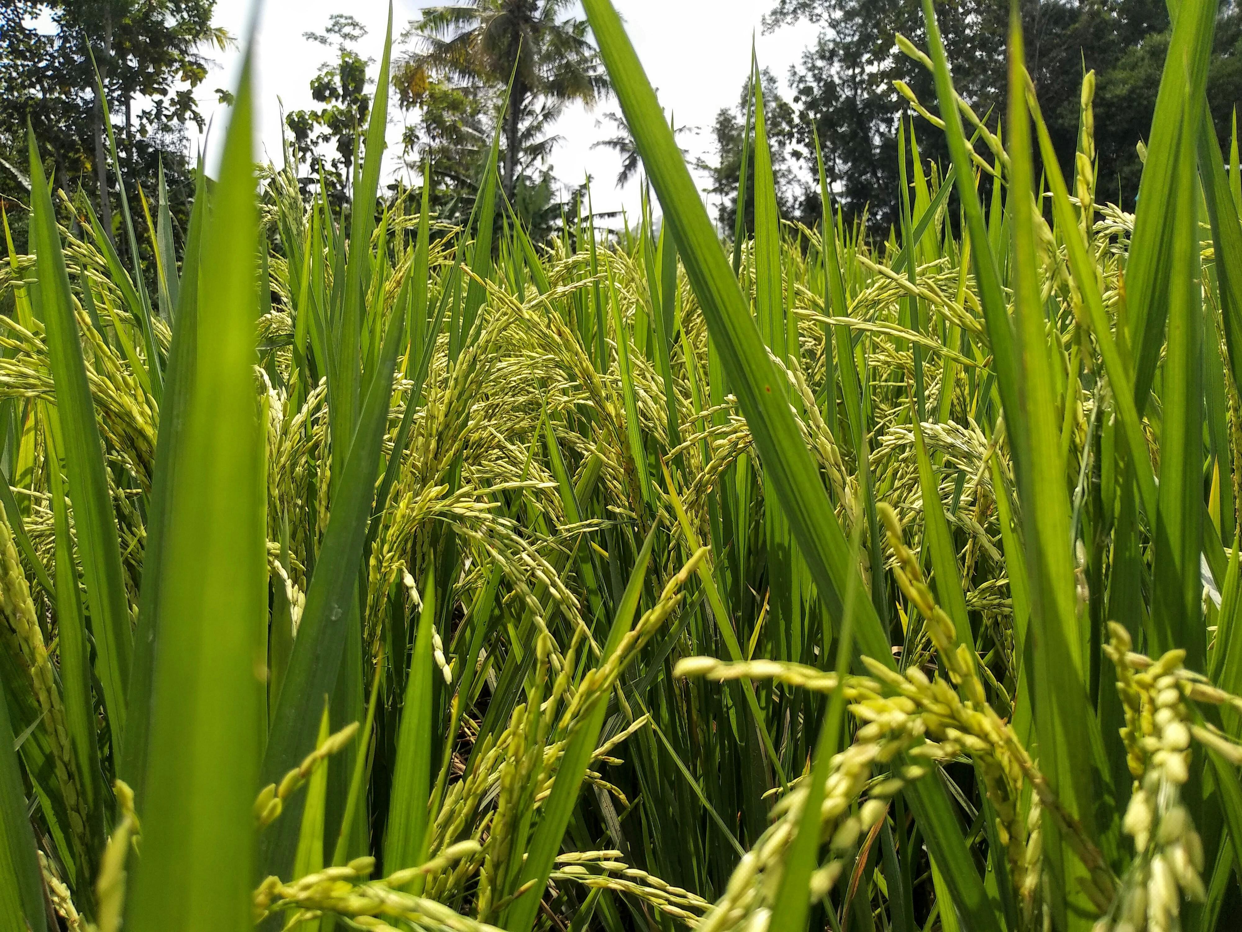 Understanding Rice Mills: Functions, Economic Impact, and Innovations in Grain Processing 1 Exploring the Core Functions of Rice Mills in Grain Processing
