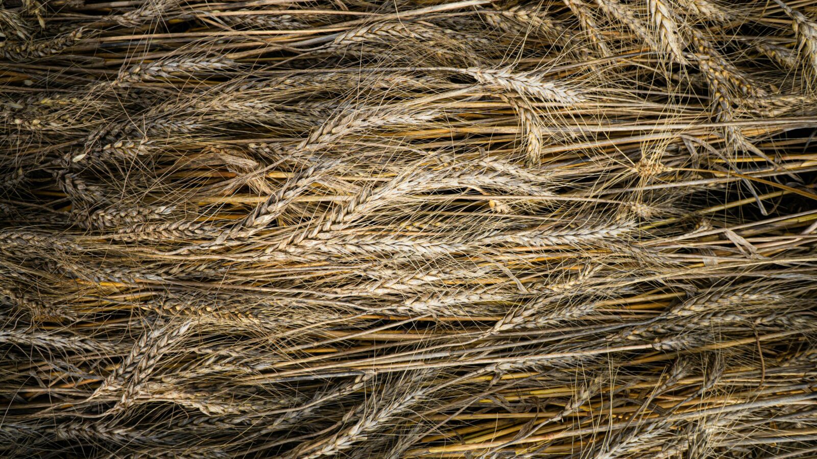 From Grain to Gold: How Innovative Rice Processing Machines are Reshaping Global Agriculture 1 Reaping What We Sow: The Unseen Economic Impact of Modern Rice Processing Technologies