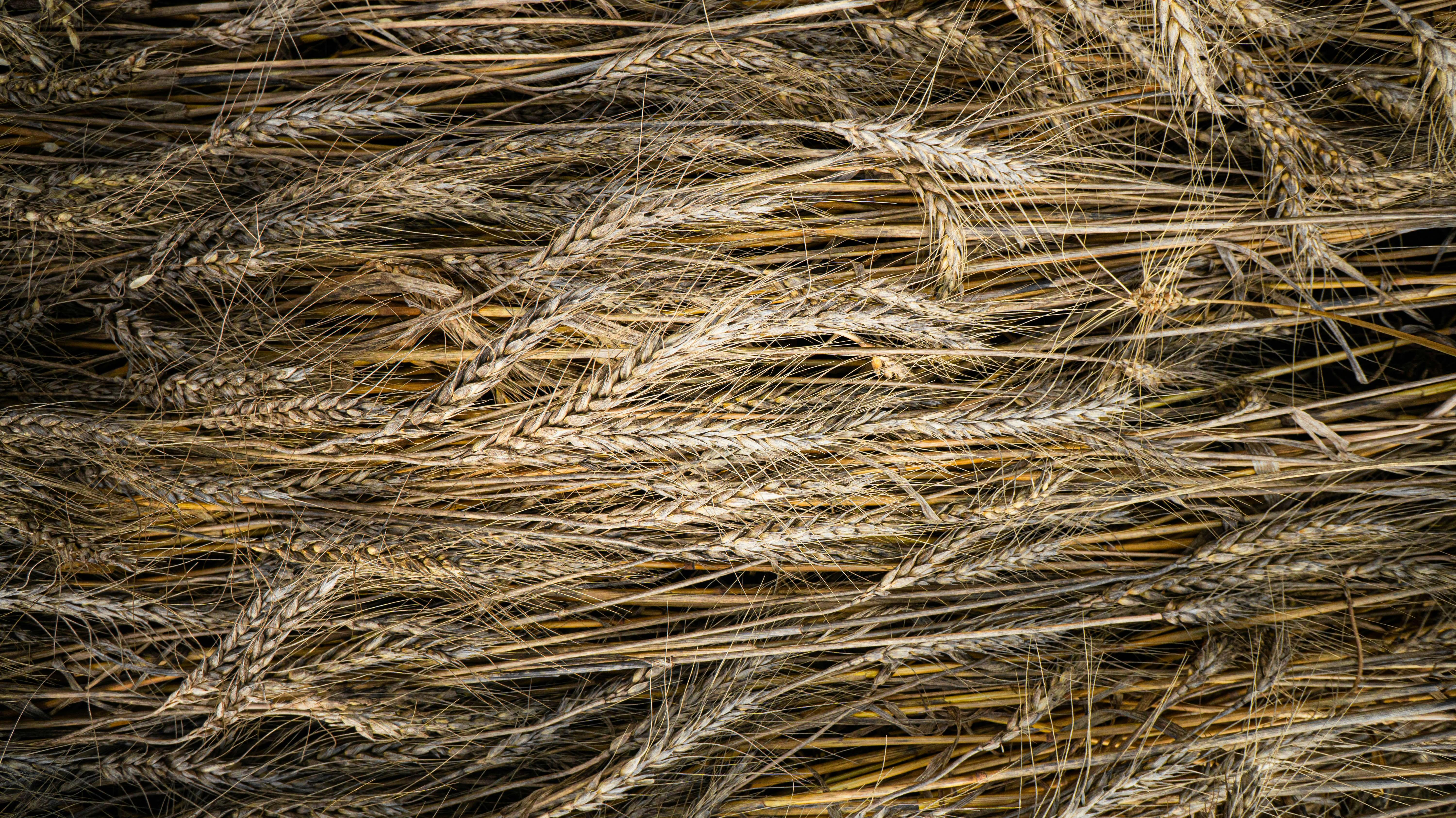From Grain to Gold: How Innovative Rice Processing Machines are Reshaping Global Agriculture 1 Reaping What We Sow: The Unseen Economic Impact of Modern Rice Processing Technologies