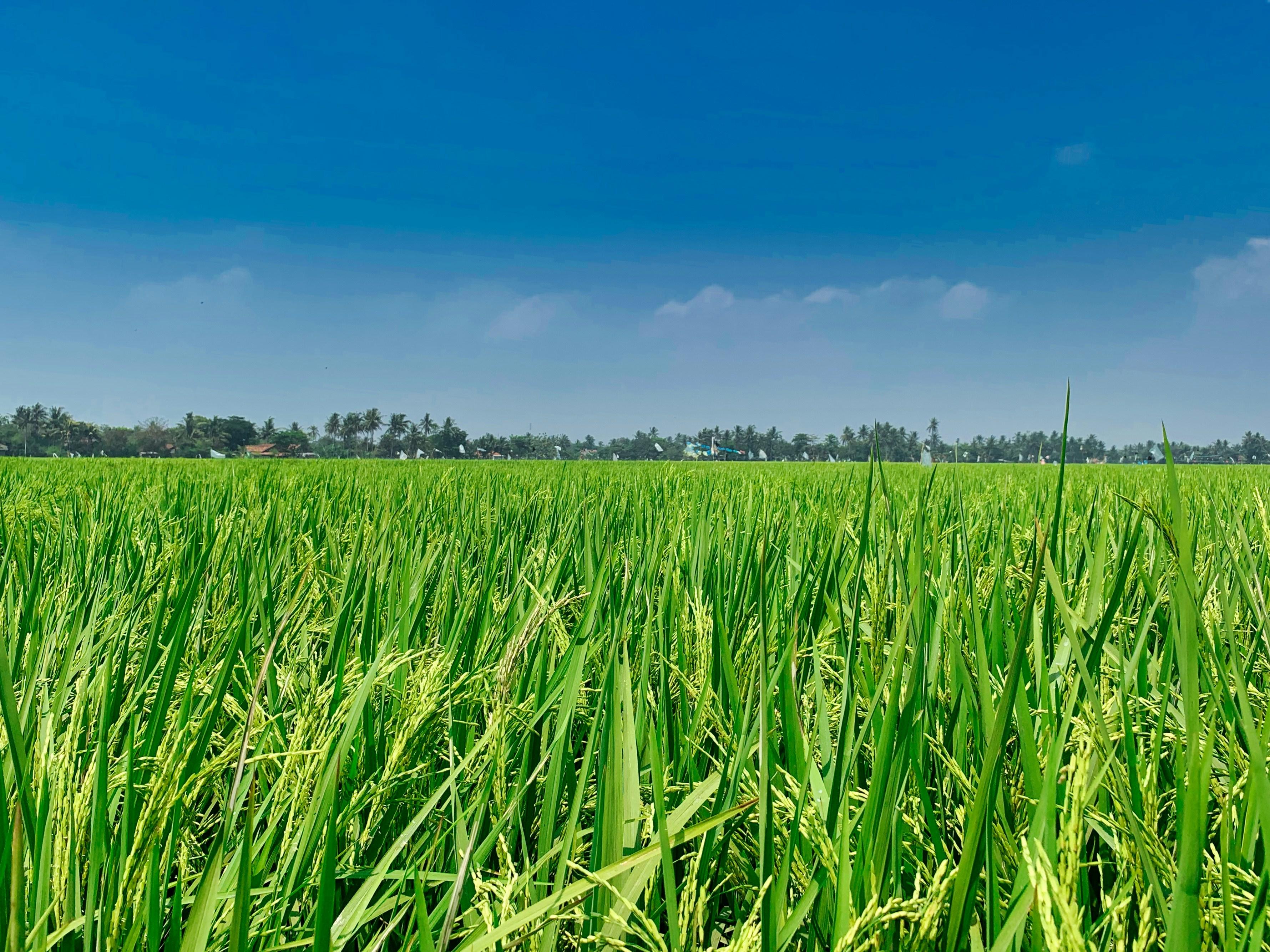Maximize Your Rice Production: A Practical Guide to Choosing the Right Commercial Rice Milling Machine for Optimal Efficiency and Cost Savings