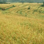 Beyond Grains: How Advanced Rice Processing Machines Are Revolutionizing Food Security and Reshaping Agriculture