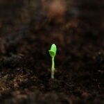 From Seed to Bowl: The Heartfelt Journey of Rice Machinery in Transforming Lives and Landscapes
