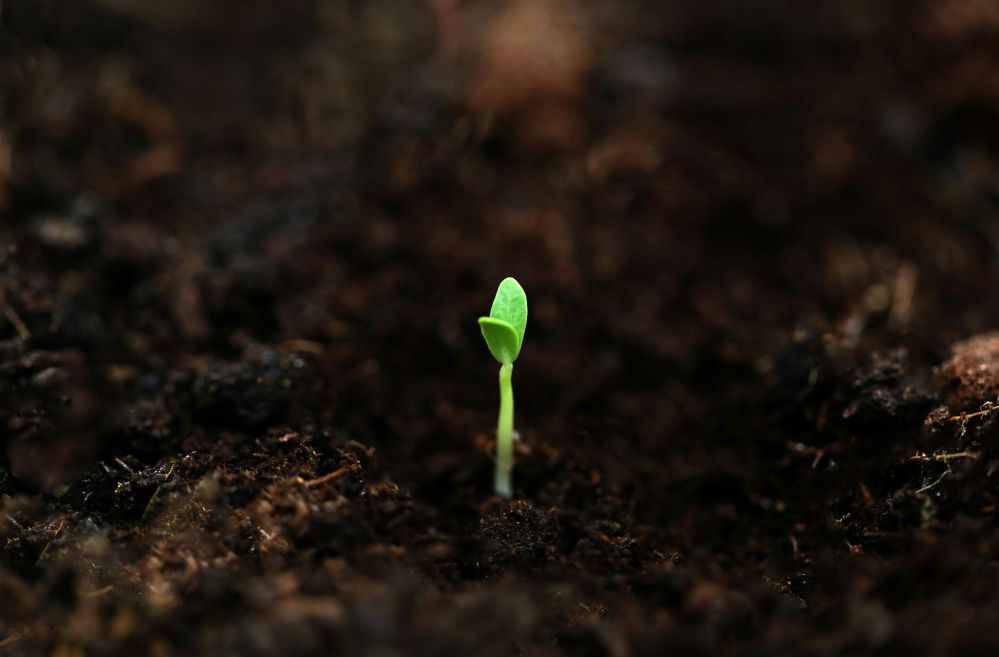 From Seed to Bowl: The Heartfelt Journey of Rice Machinery in Transforming Lives and Landscapes