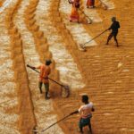Maximize Efficiency and Profitability: How to Choose and Operate an Automatic Rice Mill Plant for Optimal Rice Processing Results