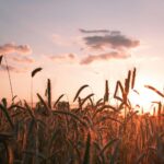 Harvesting Tomorrow: The Untold Journey of Rice Machinery Amidst Tradition and Innovation